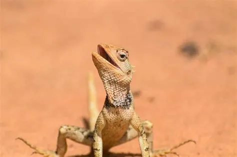  ¿The King of the Lizards : Un cuento sudafricano que revela las complejidades de la ambición y el destino?