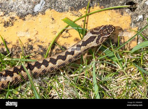  The Zig Zagging Serpent: A Tale Of Trickery And Transformation From 19th Century Italy!