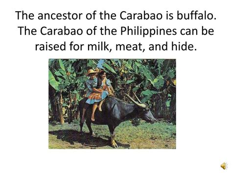  ¿Qué secretos esconde el cuento de Why the Carabao has a Hump?